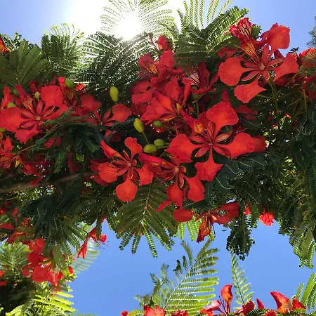 Appartement Flamboyant Adults Only Puerto del Carmen (Lanzarote)