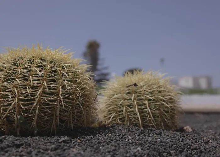 Flamboyant Adults Only