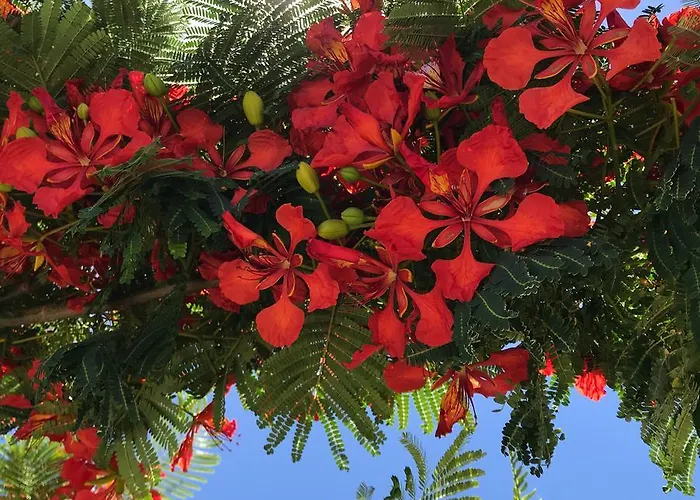 アパート Flamboyant Adults Only プエルト・デル・カルメン